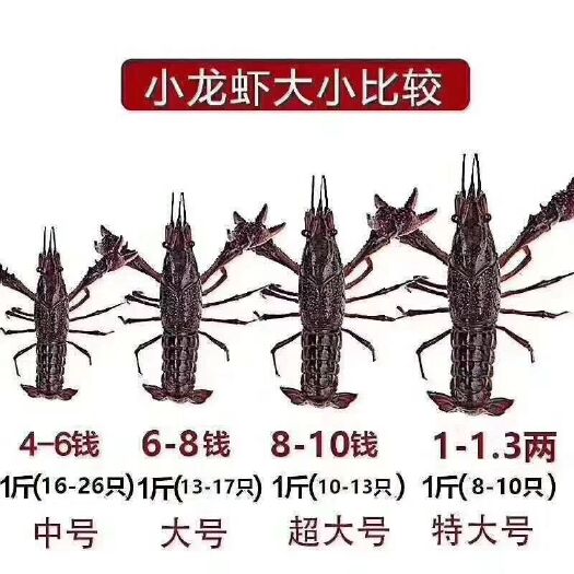 潜江市 潜江晓飞歌清水小龙虾万亩养殖基地供应质量保证