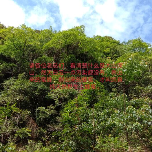长汀县土蜂蜜 原始森林，溪水源头。迎客蜂家庭农场