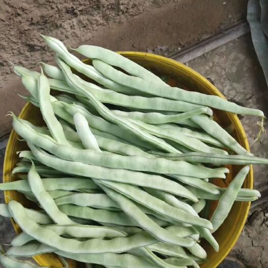 翁牛特旗白条豆角 40cm以下