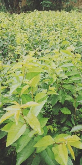 矮化樱桃苗 吉6根系矮化大樱桃，俄8，美国一号，布鲁克斯，美早等品种待售