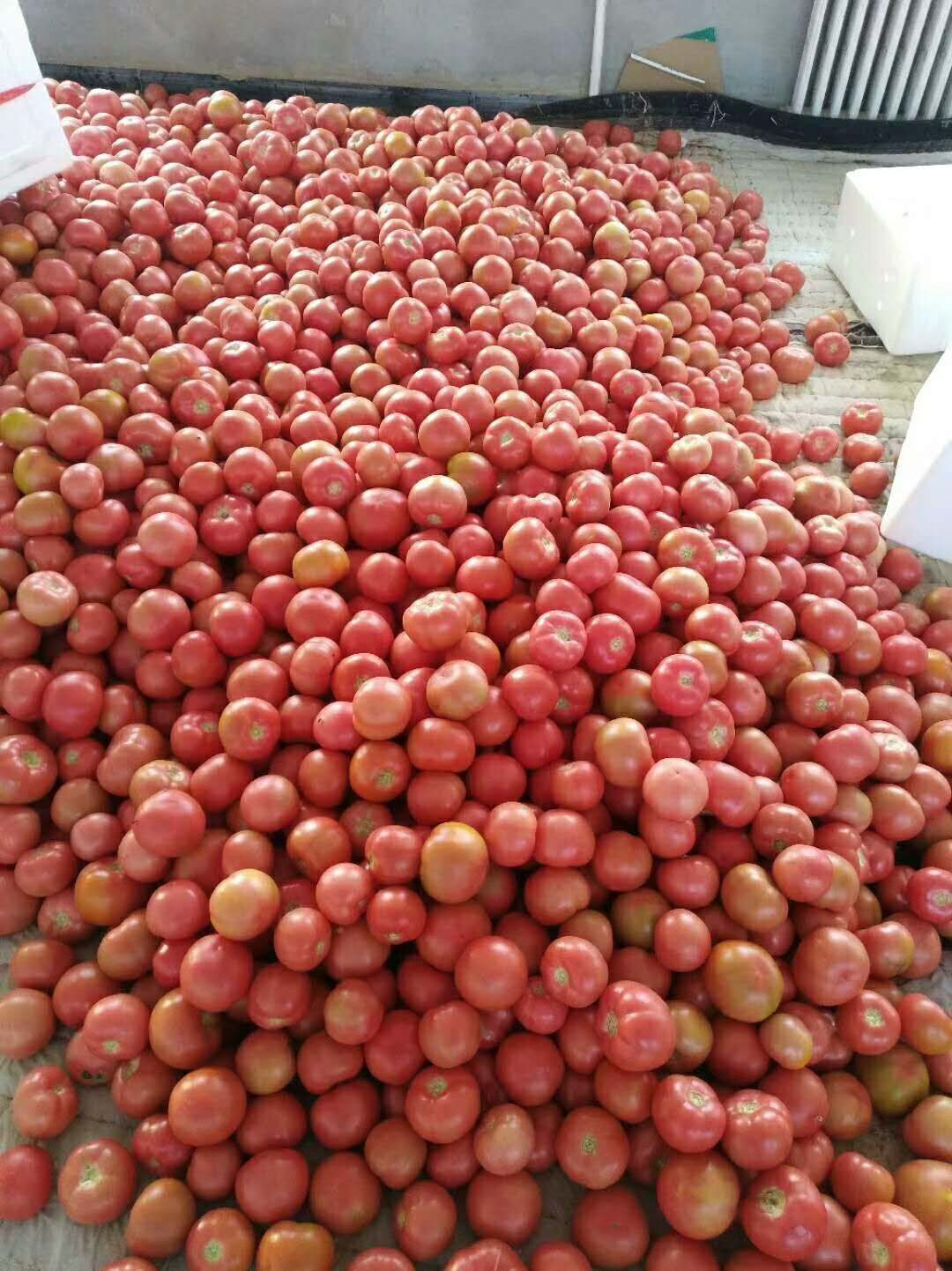  硬粉西红柿大量上市中！