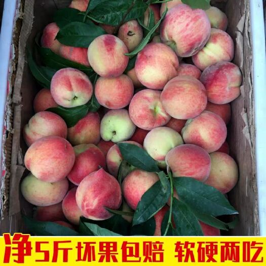沂水县川中岛毛桃 自产自销 新鲜  量大从优