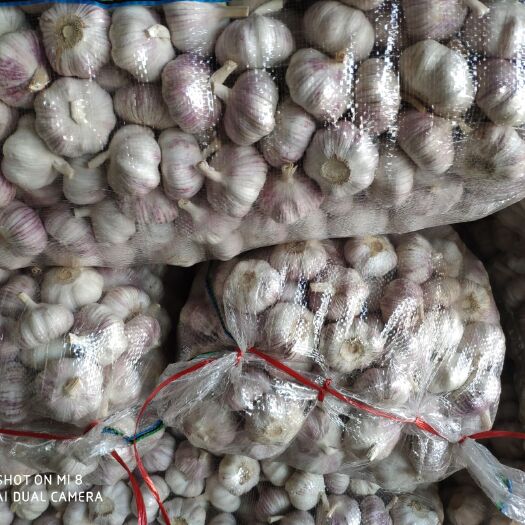 邳州市 出售邳州紫皮精品大蒜