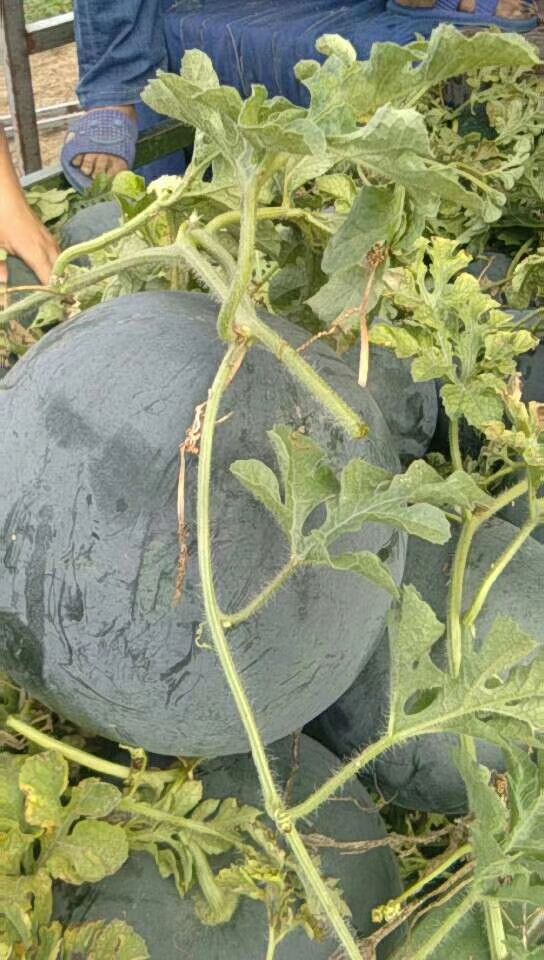  无籽西瓜现以大量上市