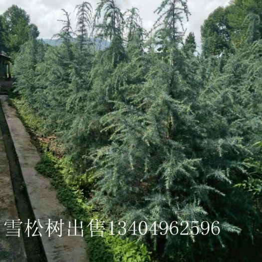 剑川县乔木雪松  云南省大理州剑川县大量雪松树现货出售