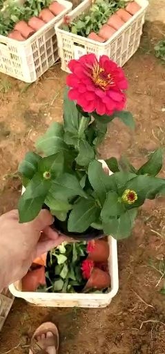 青州市 青州百日草基地