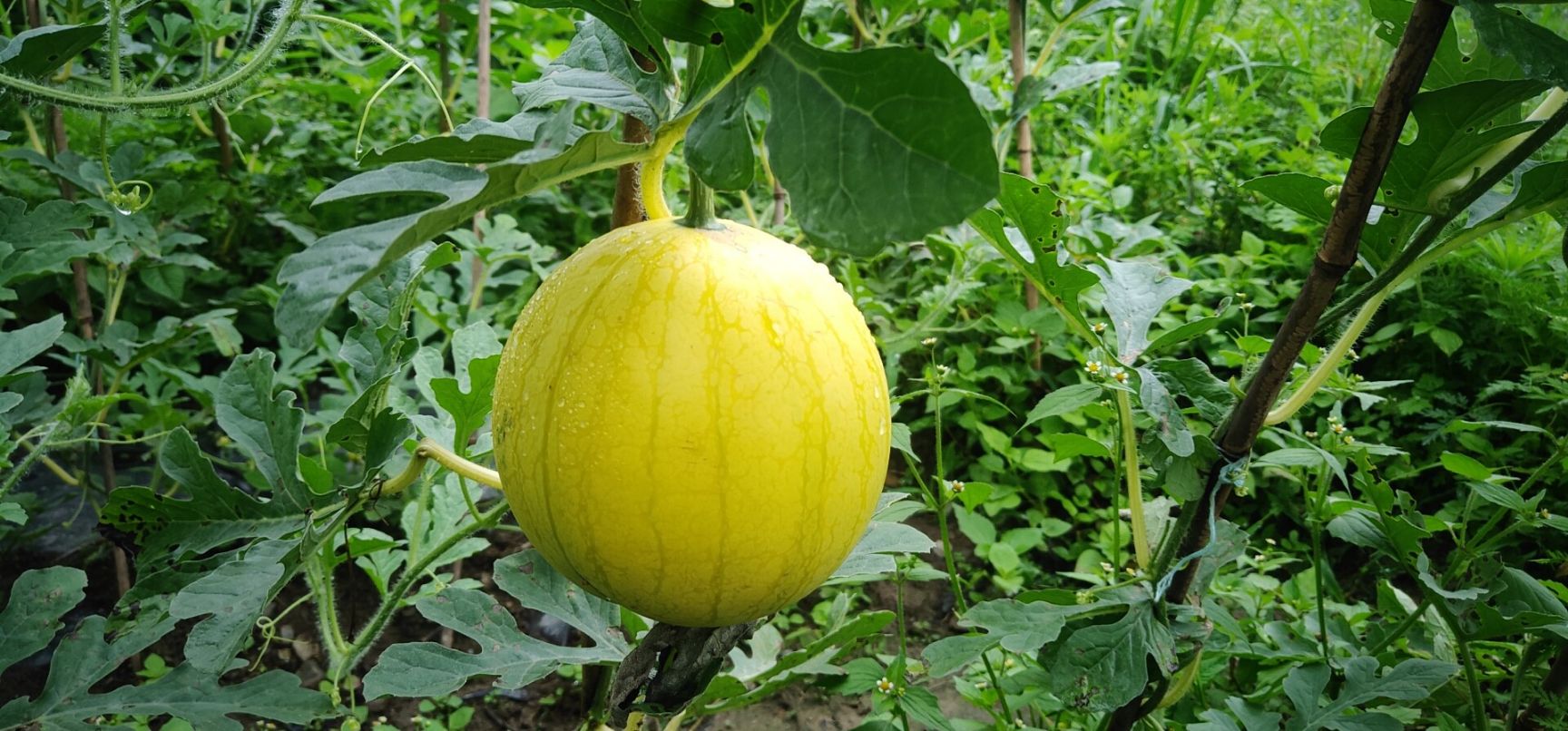 黄心西瓜 5斤打底 8成熟 2茬以上 有籽 黄皮西瓜