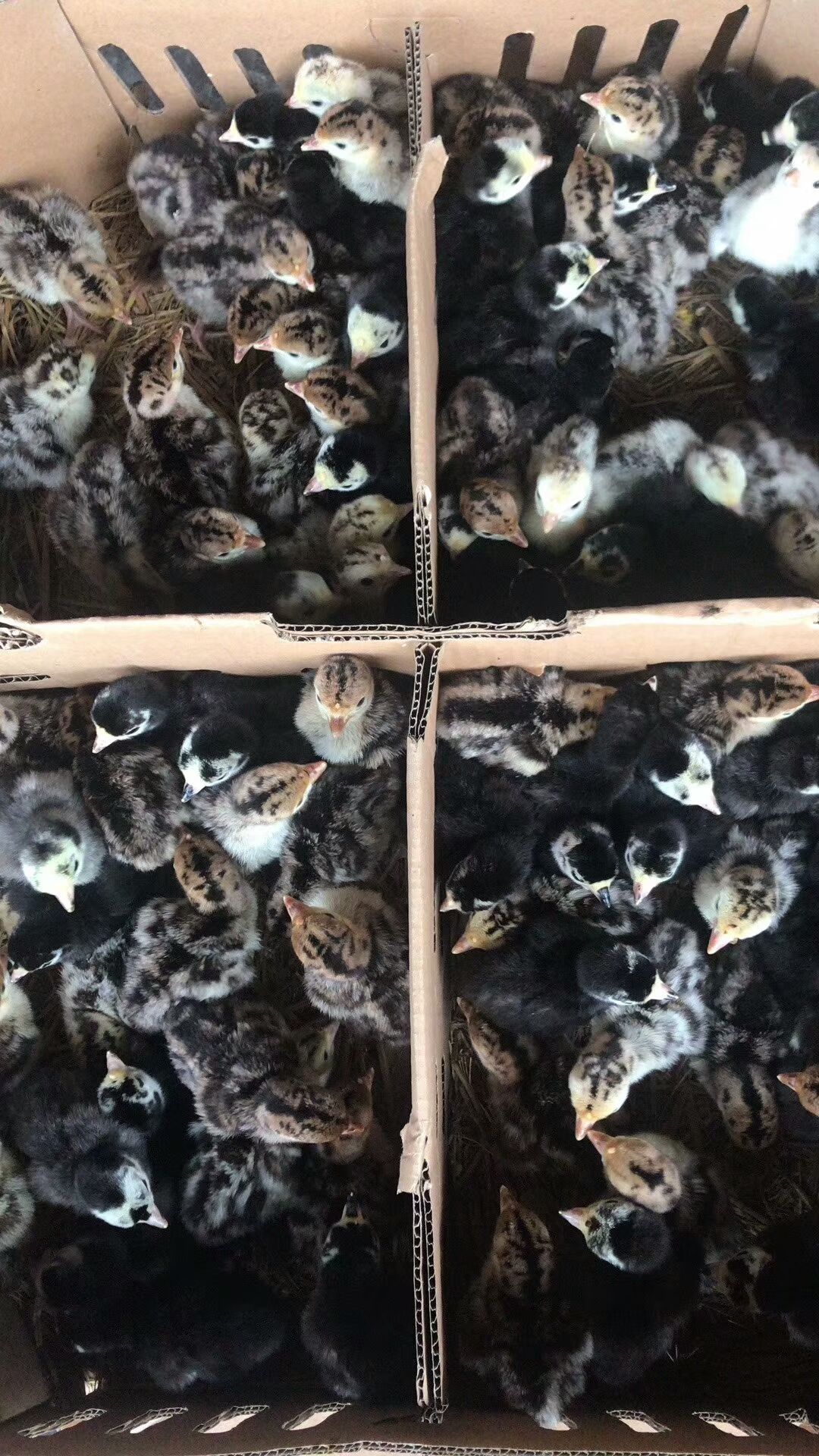  批发贝蒂娜火鸡苗青铜火鸡苗出壳苗保温养殖技术
