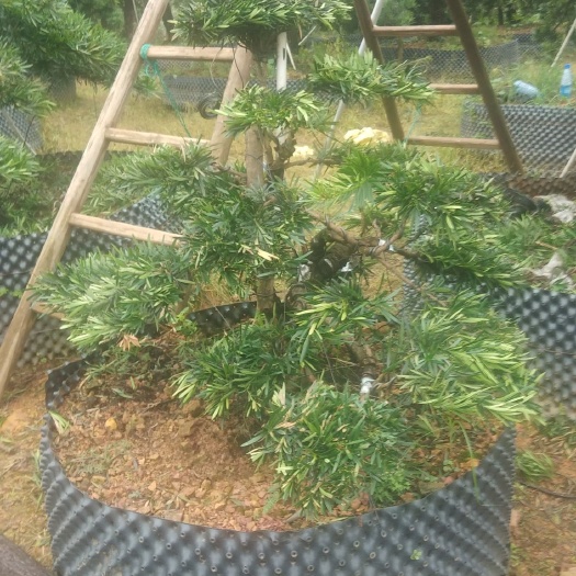 台州罗汉松造型师傅