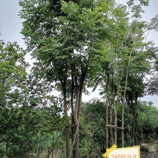 益阳 丛生栾树 假植袋苗 多杆栾树 1817375   0612