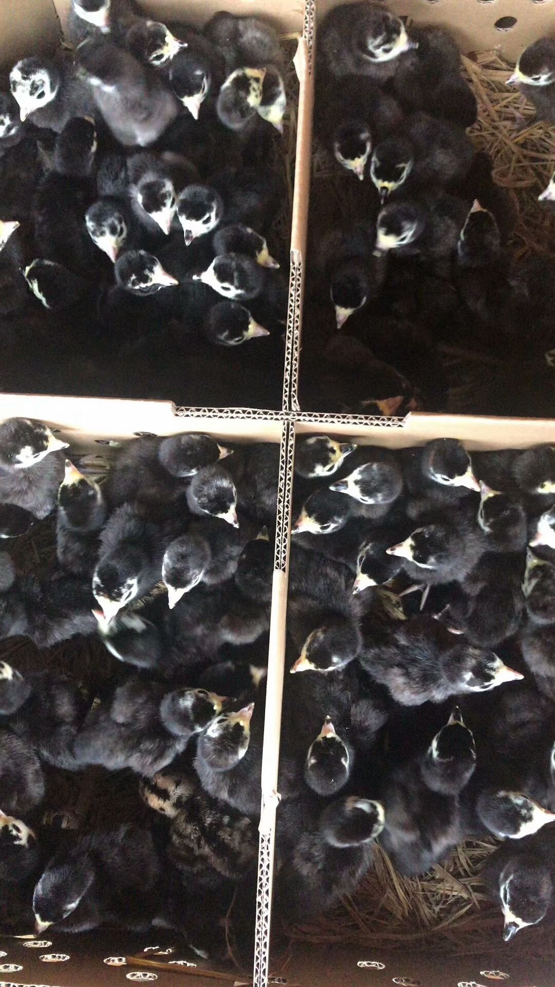  批发贝蒂娜火鸡苗青铜火鸡苗出壳苗保温养殖技术
