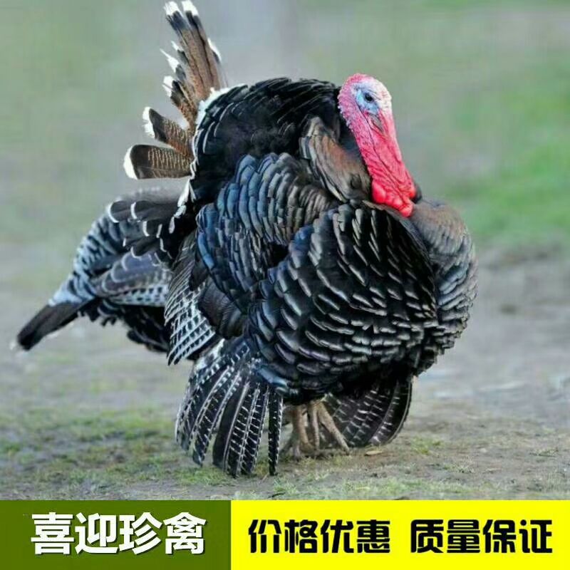 批发贝蒂娜火鸡苗青铜火鸡苗出壳苗保温养殖技术