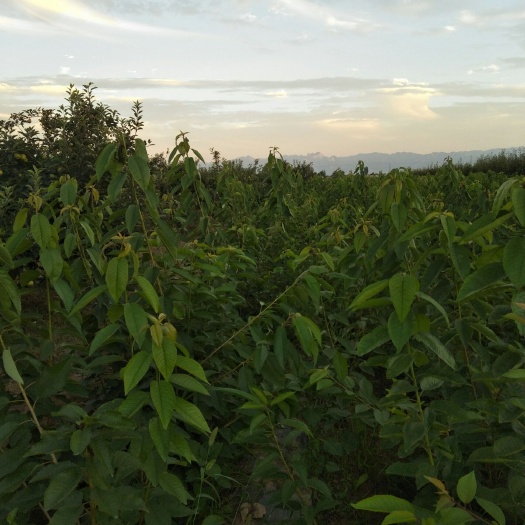 大荔县 吉六砧樱桃苗