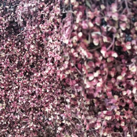 积石山县红花椒 一级 干花椒