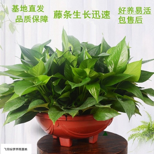 广州绿萝  360型号 1盆起发包邮