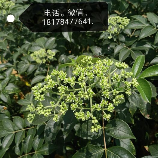 富川县吴茱萸