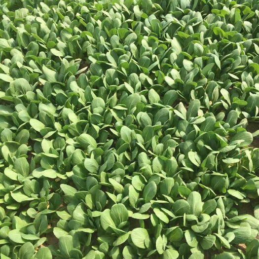 曹县北方小油菜 1~2两
