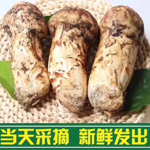 康定市姬松茸