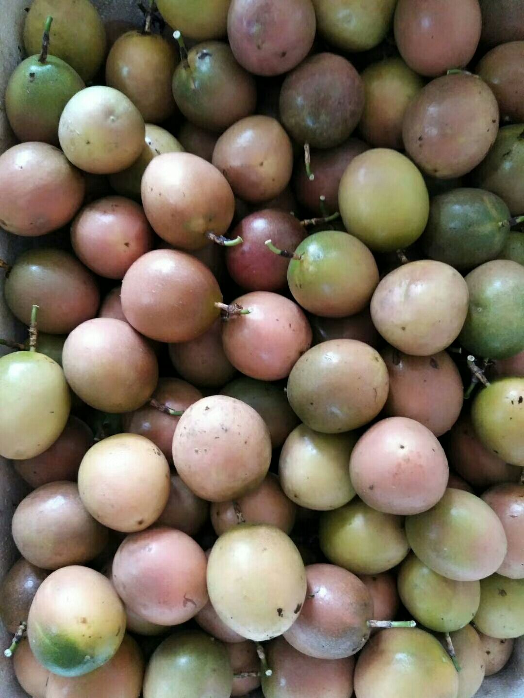 紫色百香果 60 - 70克 