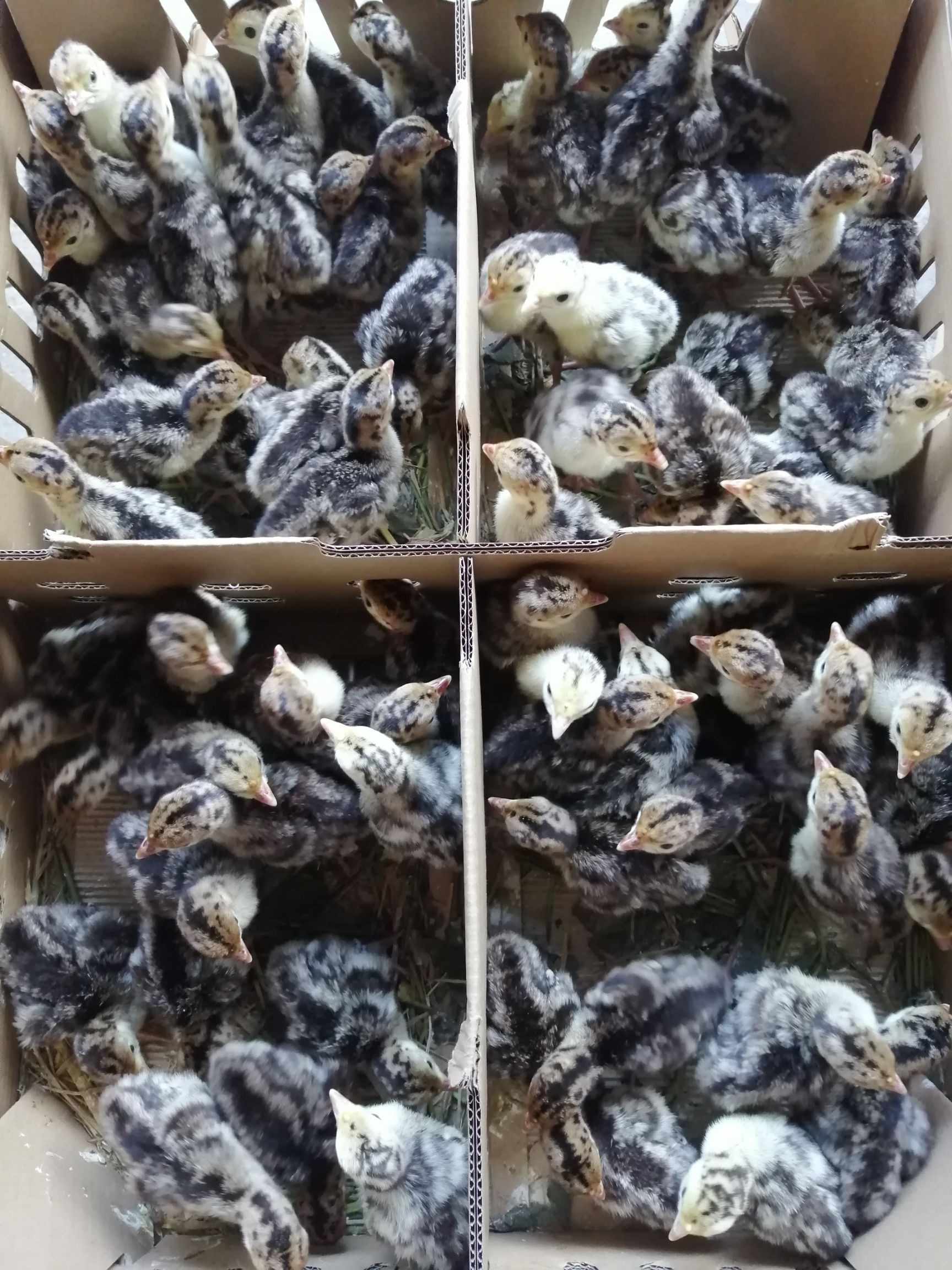  批发贝蒂娜火鸡苗青铜火鸡苗出壳苗保温养殖技术