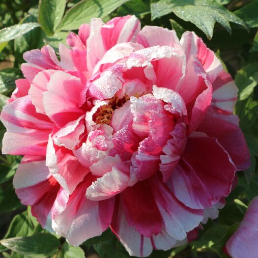 菏泽观赏牡丹 0.5米以下 2cm以下 4cm以下