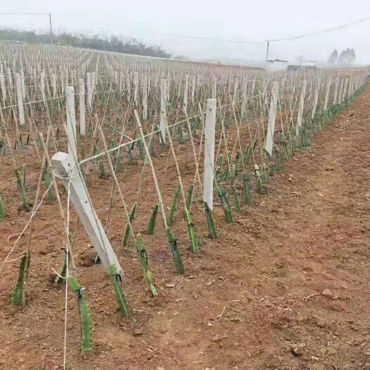 惠东县大棚杆 专业做百香果火龙果猕猴桃葡萄避雨棚架售水泥柱，铝包钢，钢丝，