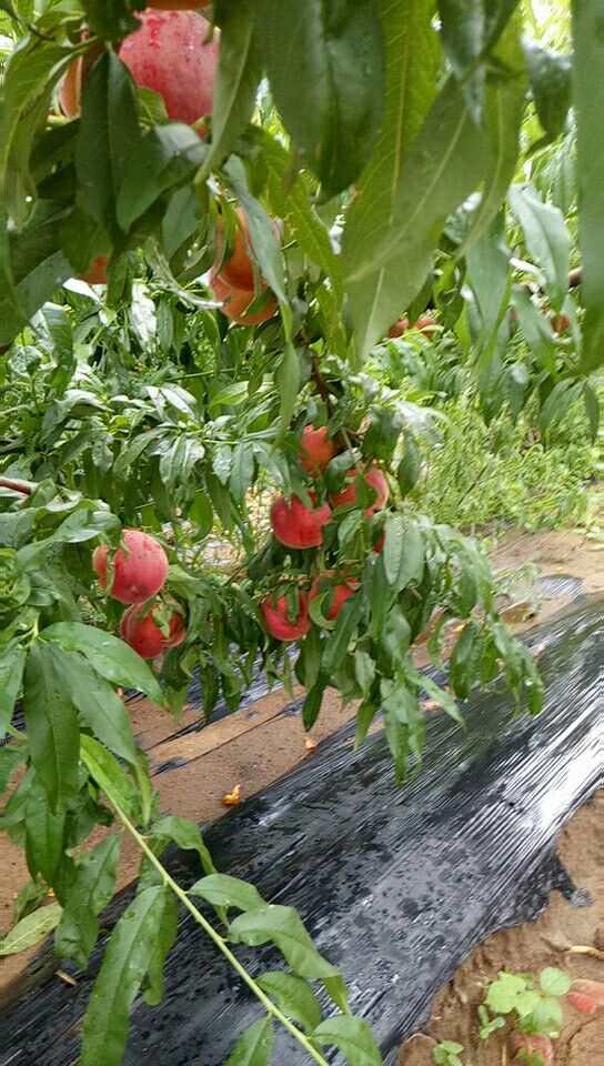  红梅（突围），，澳洲黄毛桃，黄金蜜，黄油桃均以大量上市