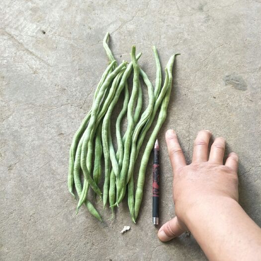 武山县无筋豆角 精品无筋豆大量上市，需要采购的朋友联系我，打冷包装一条龙服务