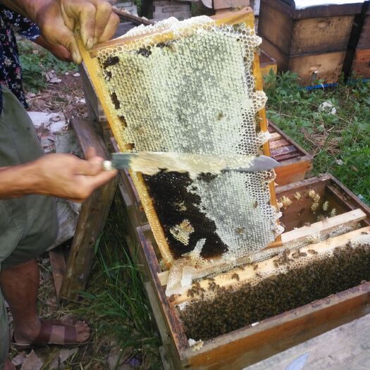 方城县意蜂蜂蜜 良心经商！纯正货源