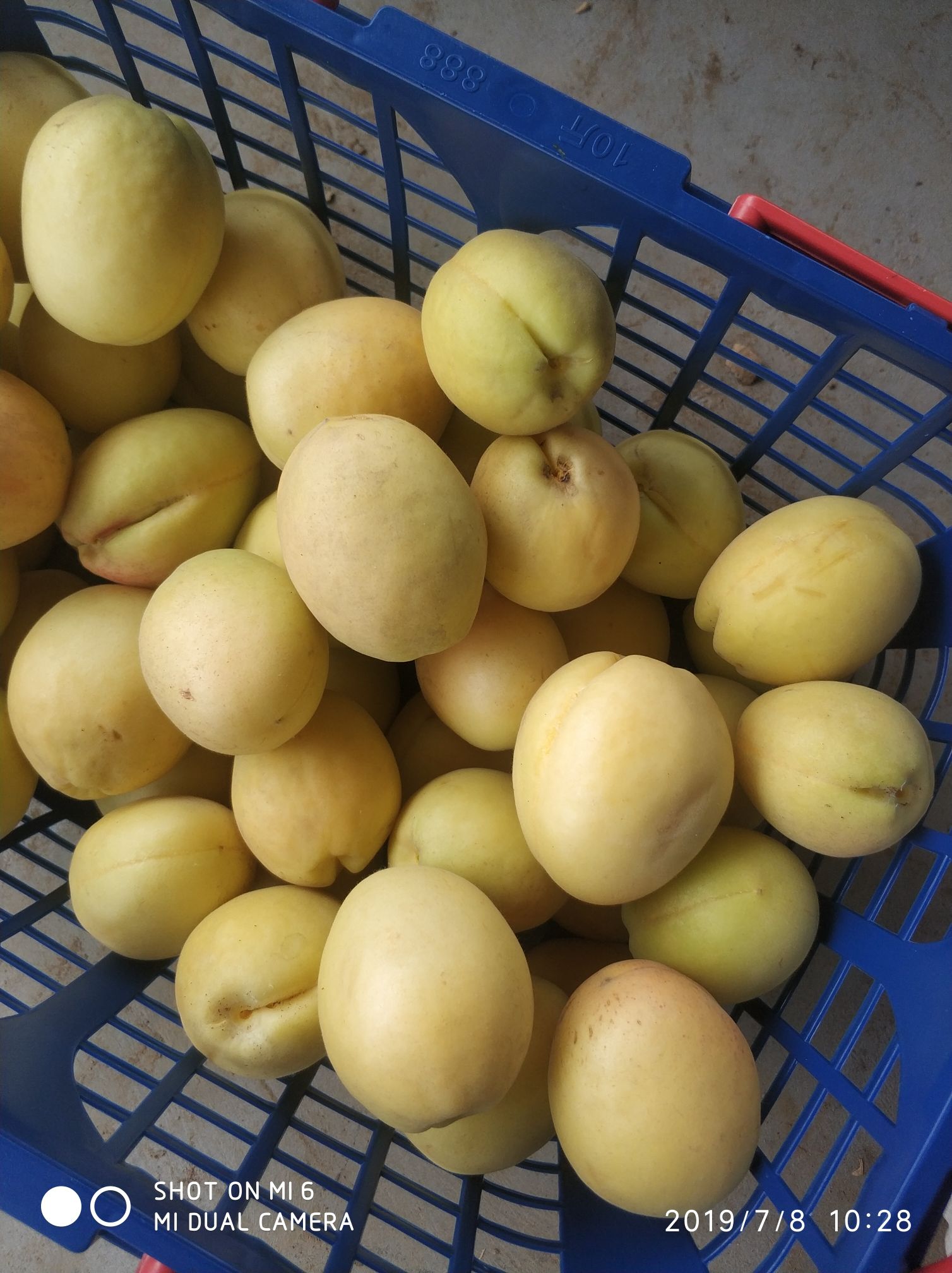 丰园红杏 45mm以上