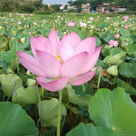 祁阳市今年莲蓬即将上市。香莲合作社直销，无中间商差价