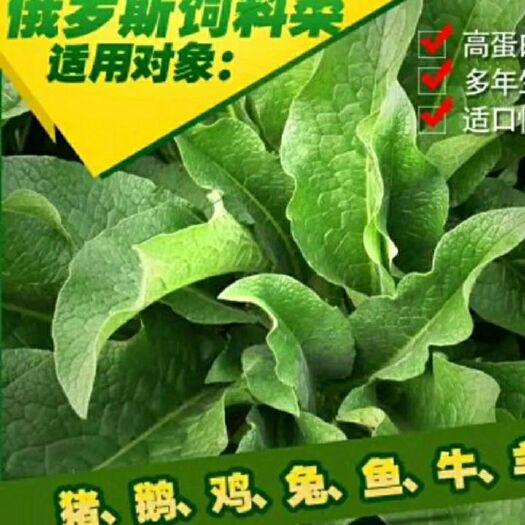 梁山县俄罗斯饲料菜种子 牛羊猪兔鹅的天然饲料多年生牧草，耐热耐寒亩产鲜草2~3万公斤