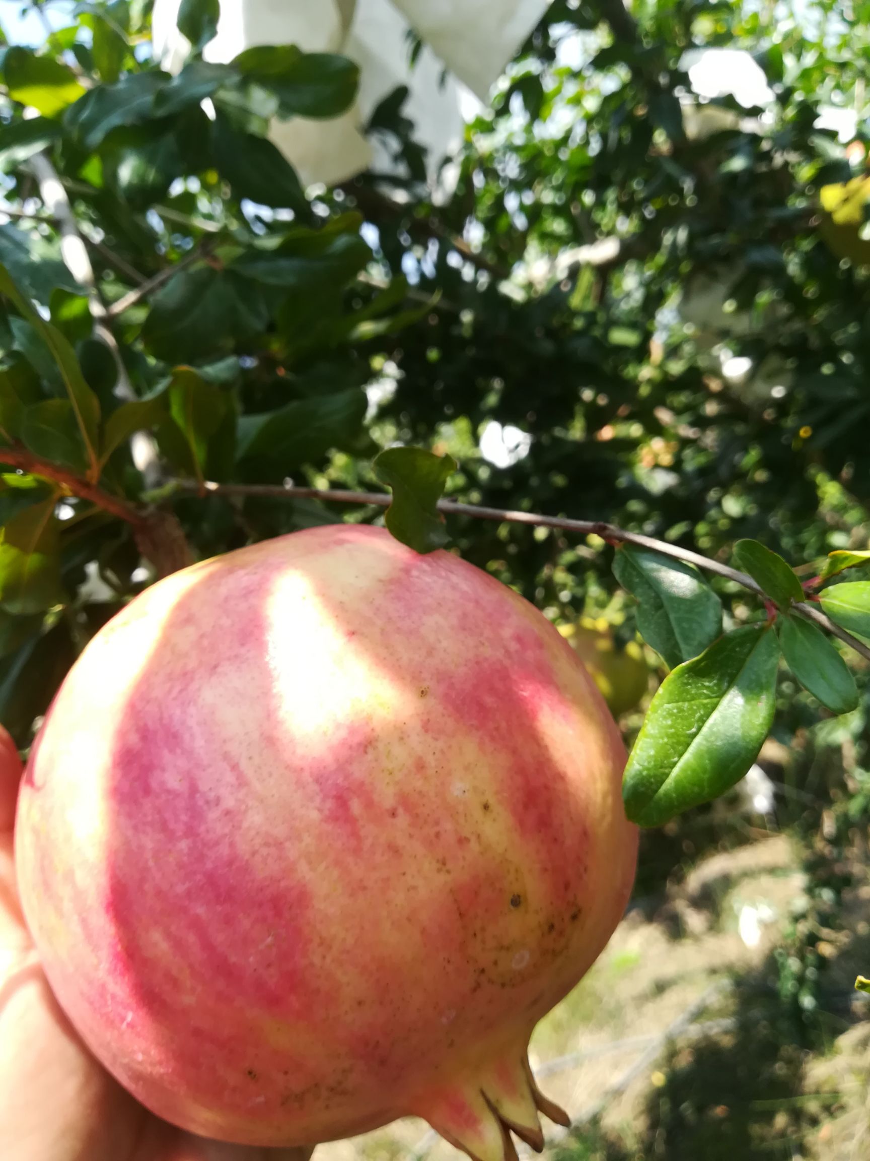  供应大田石榴：中农红，青皮，突尼斯软籽，黑籽酸石榴