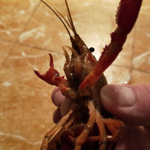 荆州 小龙虾