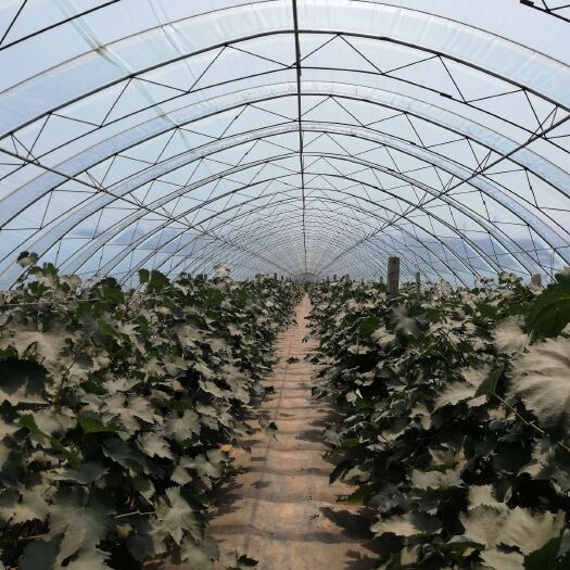 辽阳7月下旬上市，现预售，冷棚京亚，型好，大粒，每串2斤左右。