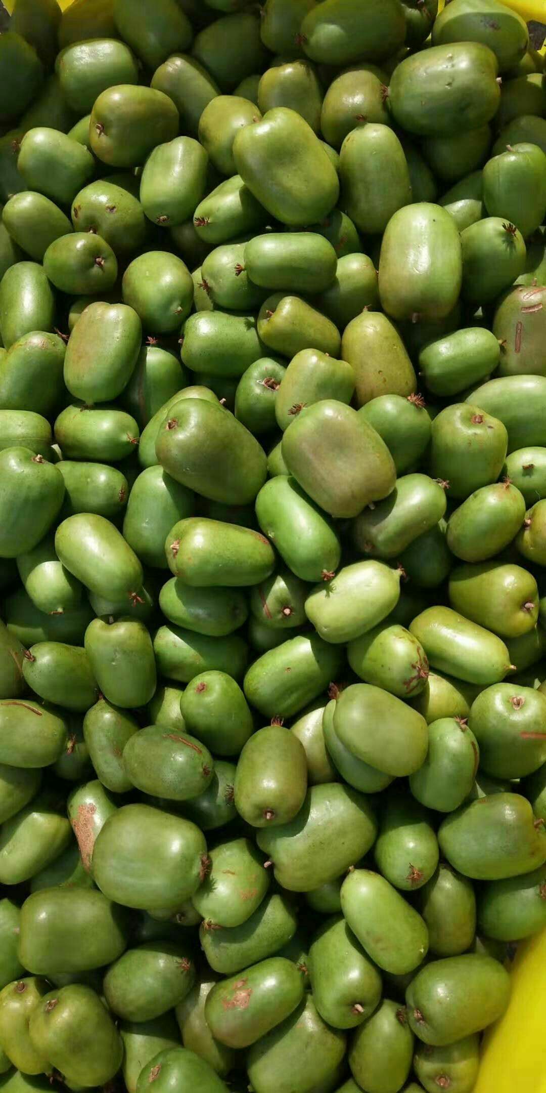 软枣猕猴桃苗 极耐寒品种《魁绿》三年生嫁接大苗,当年挂果,免费配置