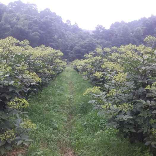 永福县 大量出售中花吴茱萸生果。