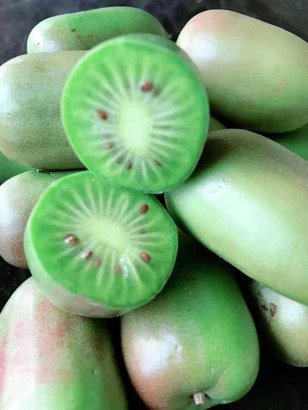 软枣猕猴桃苗 极耐寒品种《魁绿》三年生嫁接大苗,当年挂果,免费配置