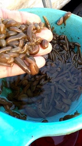 淮南宽体金线蛭 宽体金线蛭