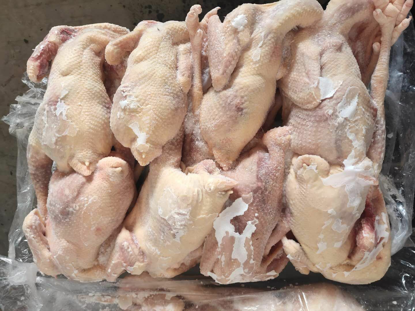 白条鸡  德青源农场谷饲500天以上 老母鸡 汰蛋鸡