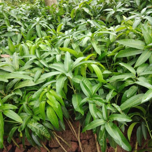 灵山县台农一号芒果苗