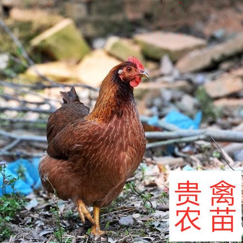  清远麻鸡苗
