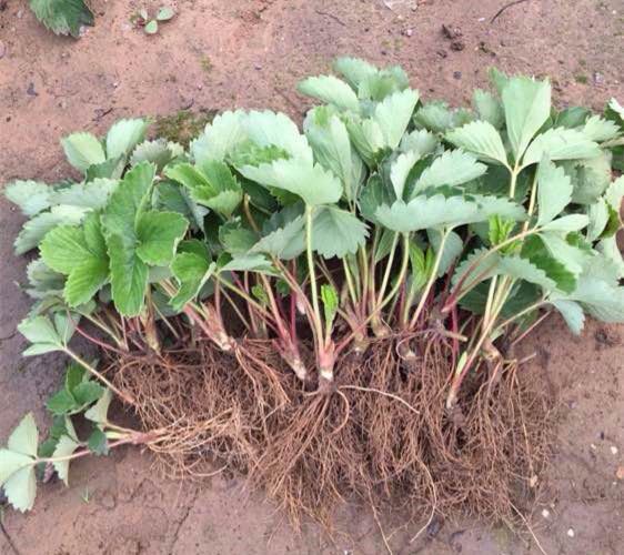  草莓苗新品种哪里有卖的，草莓苗多少钱一颗包成活