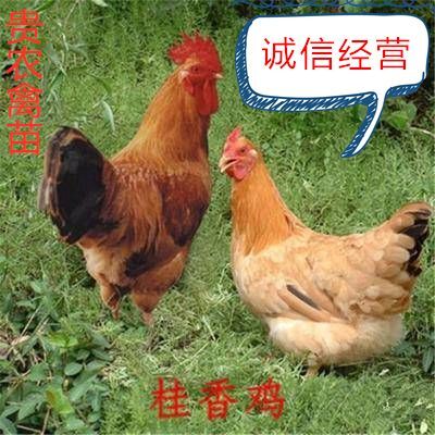  桂香土鸡苗