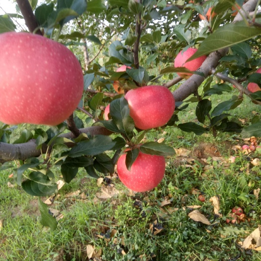 宜川县 纸袋红嘎啦苹果