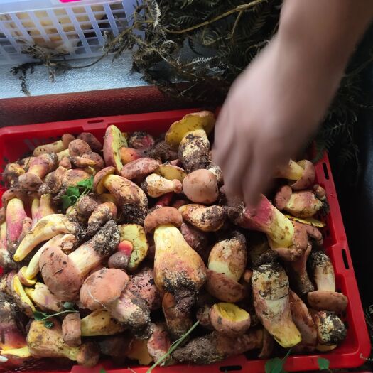木里县红葱菌 红葱，白葱菌