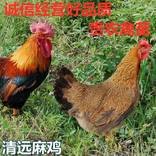 遵义 清远麻鸡苗