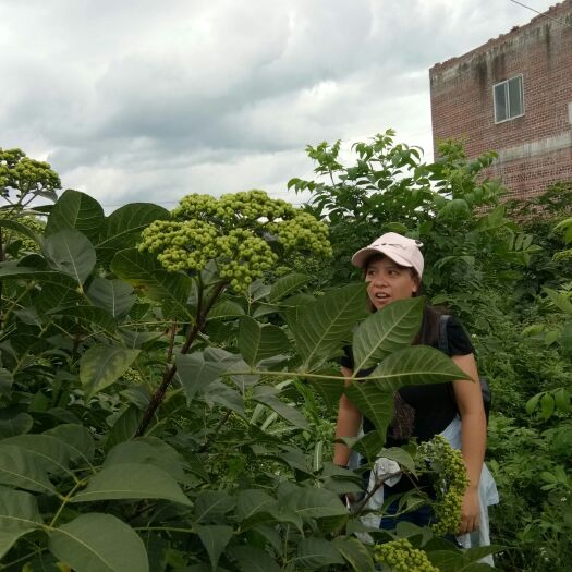 南宁 吴茱萸