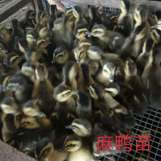 南宁 大种麻鸭苗，青头鸭苗