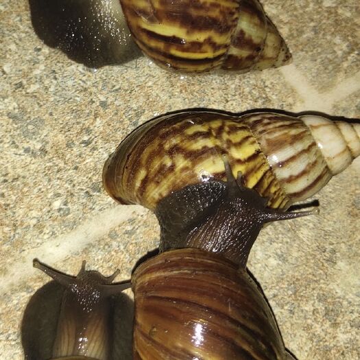 中山市 玛瑙蜗牛 东风螺宠物蜗牛